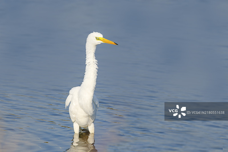 大白鹭（学名：Ardea alba），栖息于波罗的海图片素材