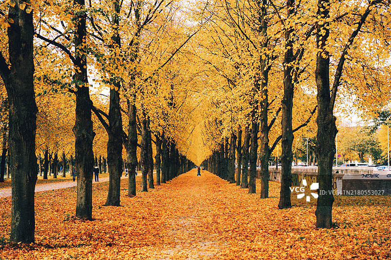 公园里金色秋季树木林荫小路图片素材