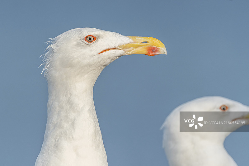 大黑背鸥在法国布列塔尼海岸港口的肖像图片素材