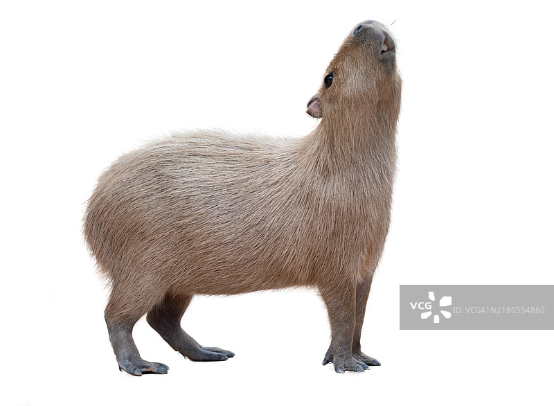 白色背景上的小棕色长尾动物图片素材