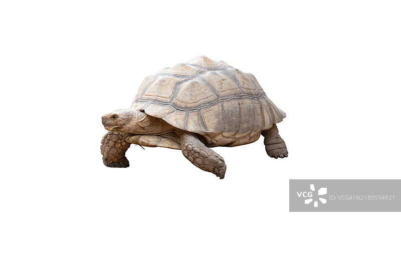 在白色背景上行走的乌龟图片素材