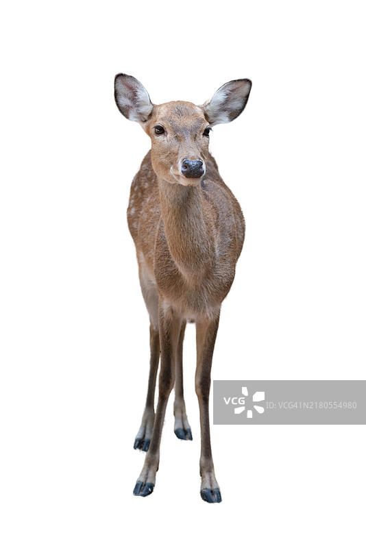 站在白色背景前的鹿图片素材