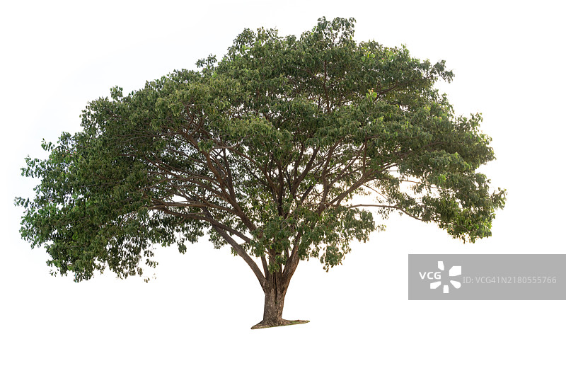 绿叶繁茂的大树是图像的主要焦点图片素材