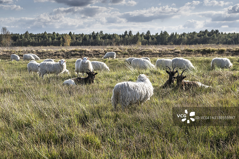 埃姆斯兰荒原上的白色角海德施努克绵羊和瓦莱州山羊（德国下萨克森州）图片素材