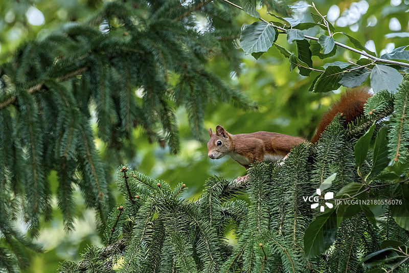 欧亚松鼠：在冷杉树枝上专注地观察，德国黑森州韦特劳尼达图片素材