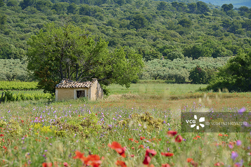 法国普罗旺斯田园夏季花卉草地景观图片素材
