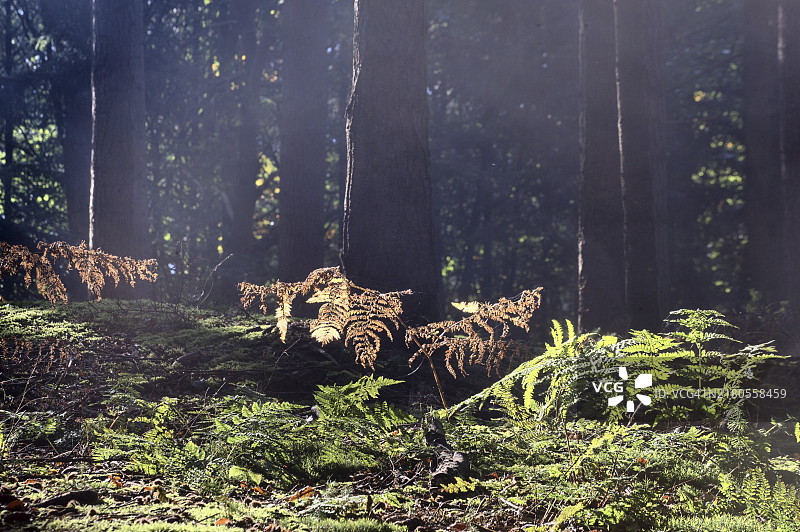 埃姆斯兰云杉林中的欧洲蕨图片素材