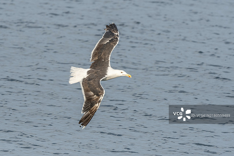 在法国布列塔尼菲尼斯泰尔克罗宗卡马雷大西洋沿岸海港飞行的鲱鸥图片素材