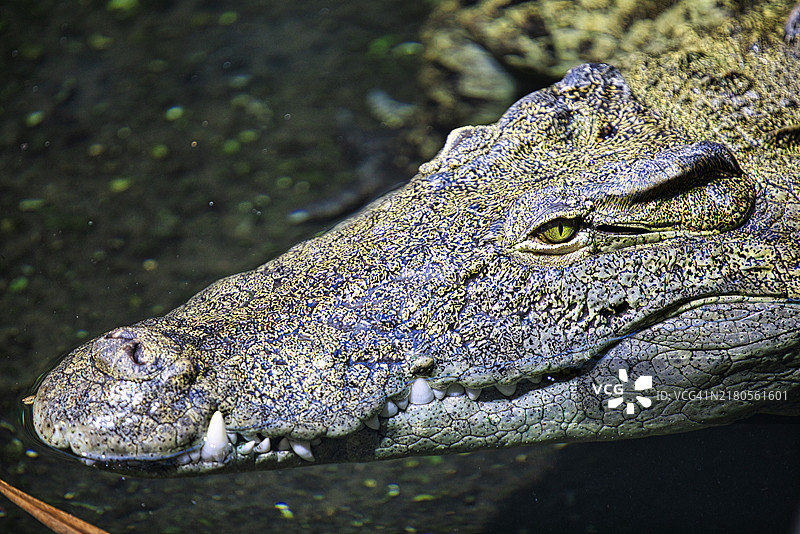 瑞士巴塞尔动物园尼罗鳄特写图片素材