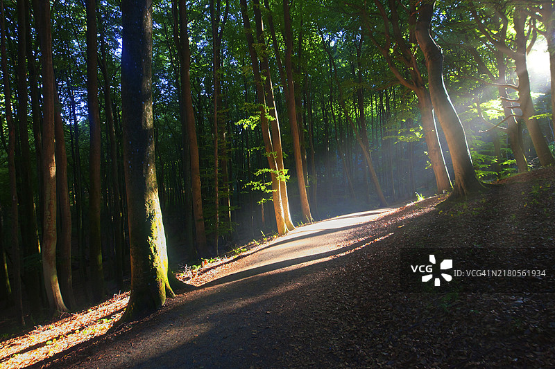 阳光穿过树木在森林中投下阴影的小路，吕根岛，梅克伦堡-前波美拉尼亚，德国，欧洲图片素材