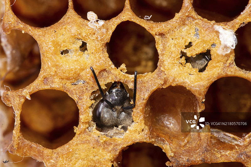蜜蜂从蜂巢中孵化图片素材