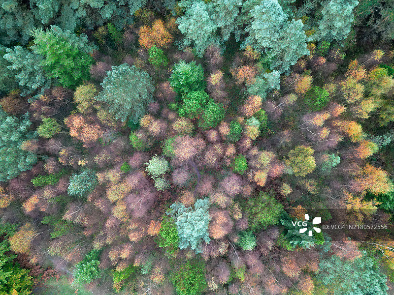 混合秋季森林的鸟瞰图图片素材