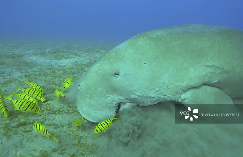 海牛吃海藻特写图片素材