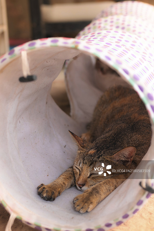 花色小猫舒适地睡在猫隧道玩具里竖版图图片素材