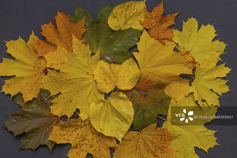 秋叶背景装饰图片素材