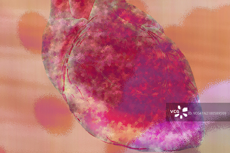 具有四个腔室的器官心脏图片素材