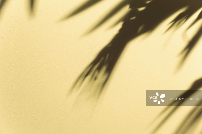 模糊的深色树叶阴影米色背景图片素材