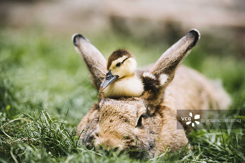 坐在绿色草地上的绿头鸭幼鸟图片素材