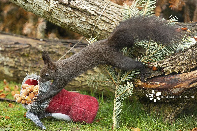 松鼠从树干伸到圣诞老人的靴子旁，手里拿着坚果向左看图片素材