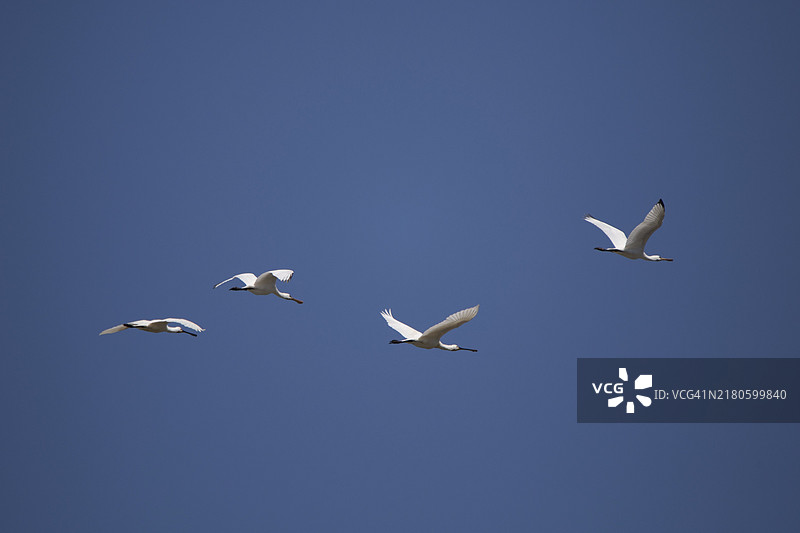 飞行中的普通琵鹭（Platalea leucorodia），荷兰图片素材