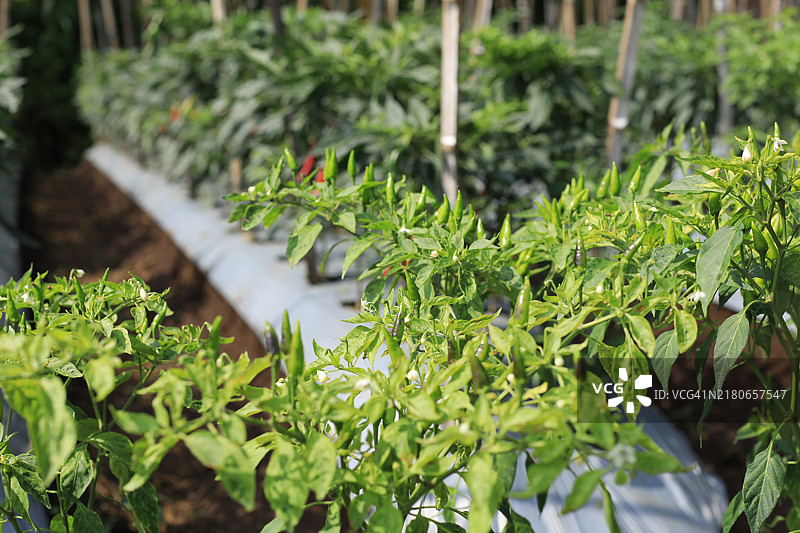 青椒特写图片素材