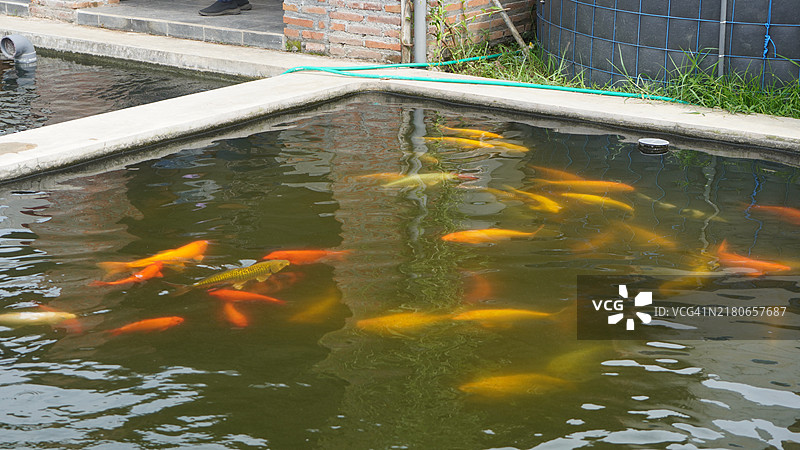 水中的一群鱼图片素材