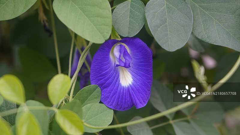 带绿叶的蝴蝶豌豆紫花图片素材