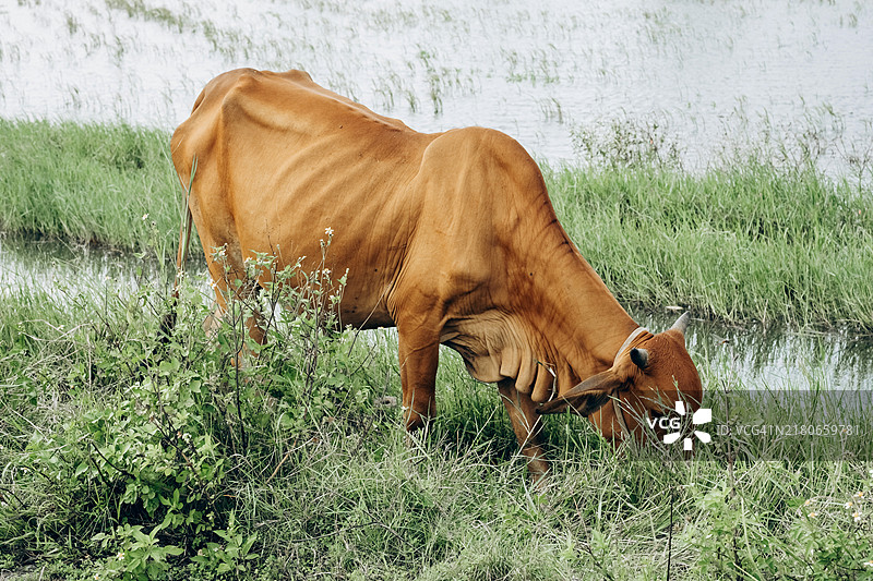 瘦弱的牛在水边吃草。瘦瘦的棕色牛肋骨明显，正在水淹的田野旁的绿草上吃草。乡村户外环境，光线阴沉。图片素材