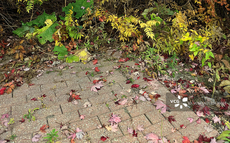 秋季/加拿大十月的落叶图片素材