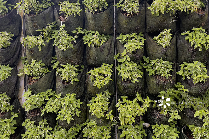 盆栽小植物组成的绿墙图片素材