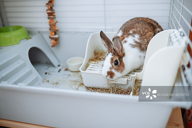 家兔的快乐家园：宠物兔笼中的爱与奉献图片素材
