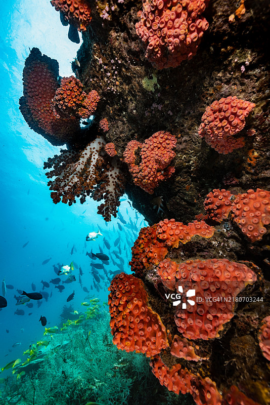 色彩鲜艳的陡峭墙壁、橙色杯珊瑚，印度尼西亚特里同湾图片素材