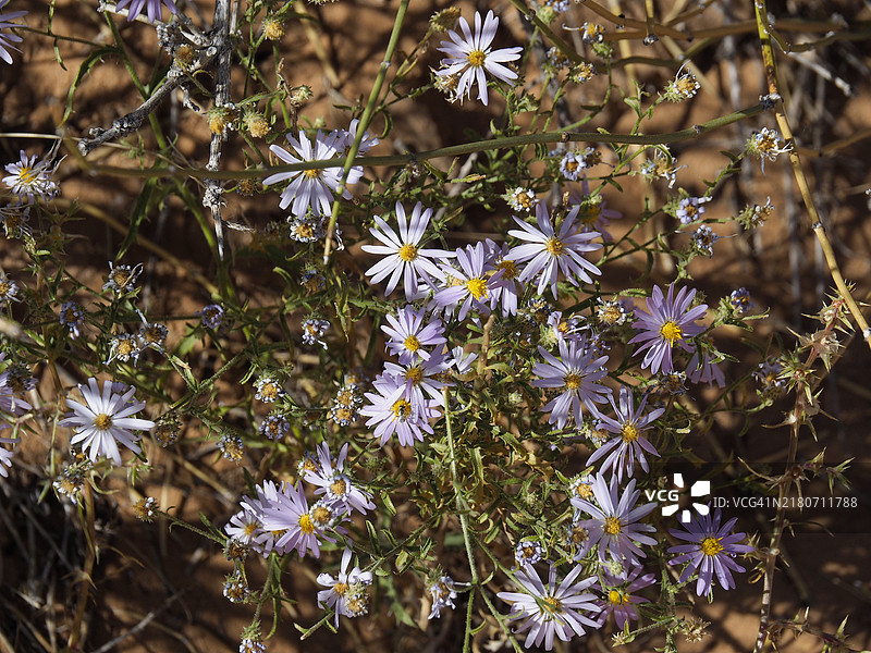 犹他州拱门国家公园的菊花翠菊图片素材