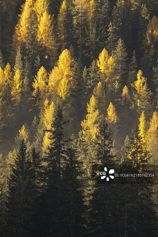 意大利多洛米蒂山脉在侧光和薄雾中拍摄到的秋季金色落叶松树图片素材
