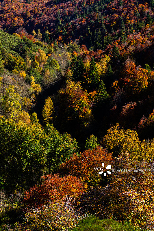 秋季乡村彩色森林景观图片素材