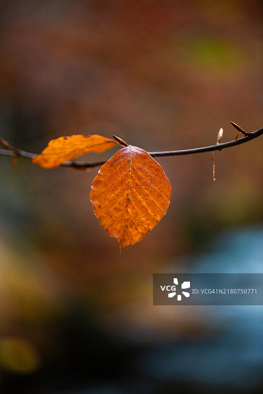 秋季：挂在树枝上的叶子图片素材