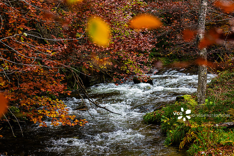 秋日落叶河流图片素材