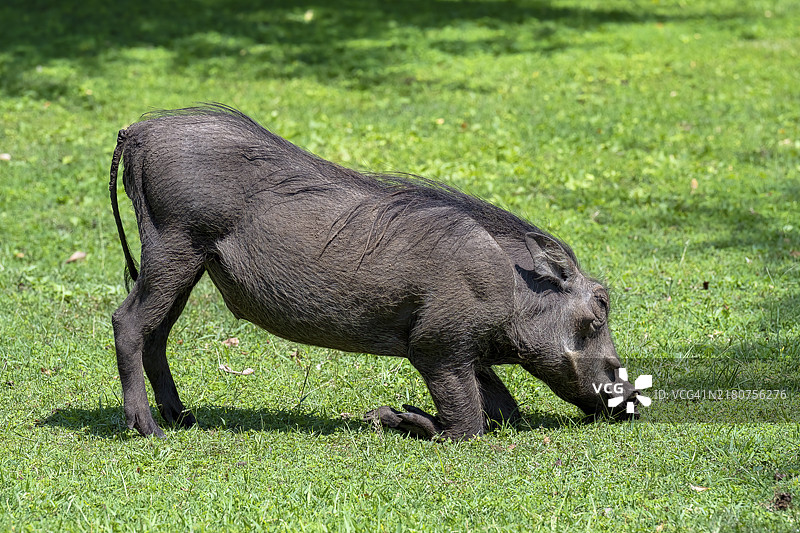 非洲博茨瓦纳卡萨内，草地上觅食的疣猪图片素材