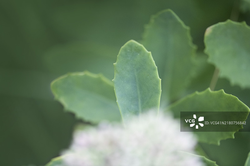 八宝景天（Hylotelephium spectabile）叶片细节，德国费尔贝特图片素材