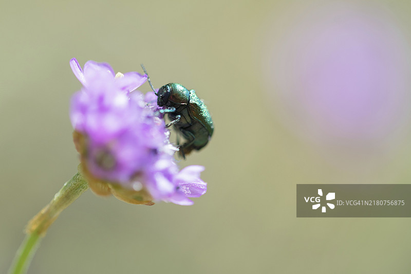 绿蓝色隐头叶甲在花上爬行和觅食，德国巴伐利亚阿尔高图片素材
