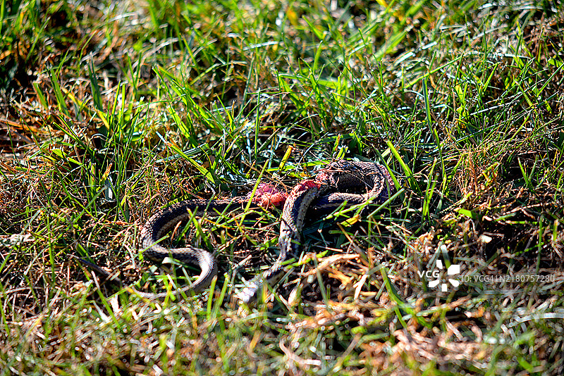 已死亡的束带蛇图片素材