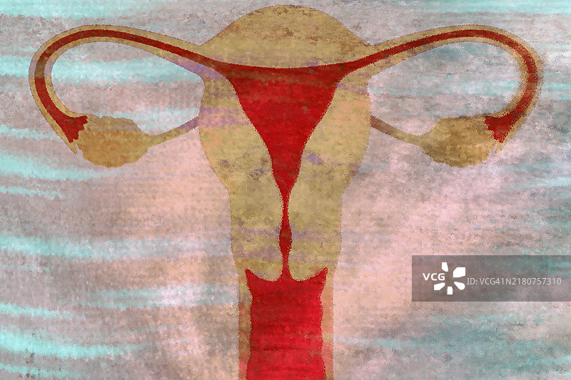 子宫与受精卵成熟图片素材