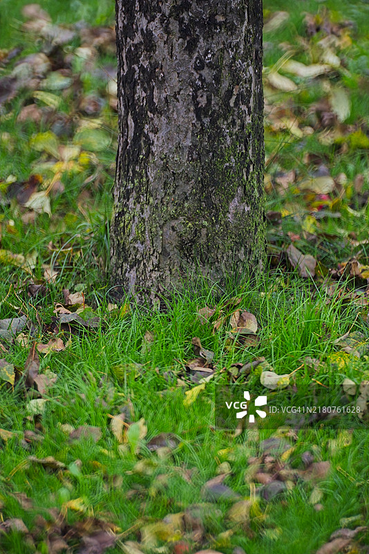 花园里生长的苹果树图片素材