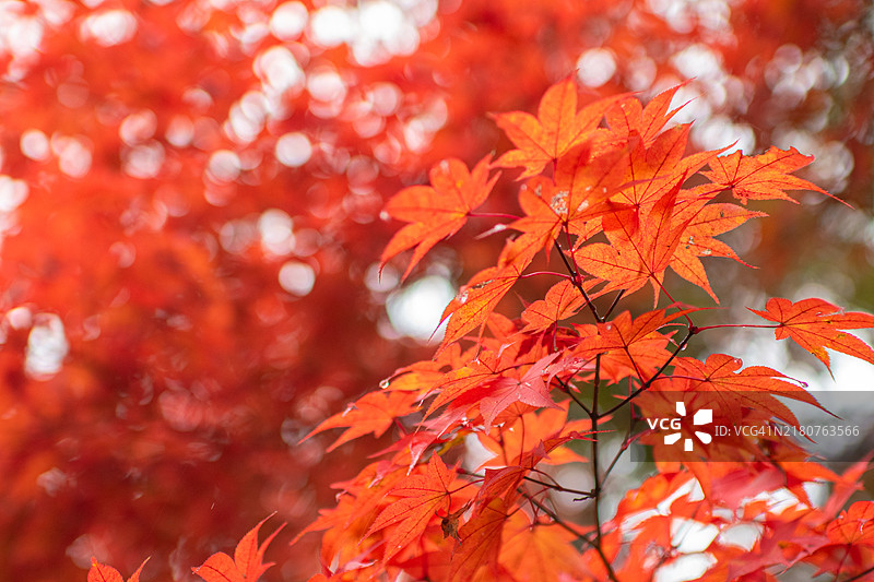 日本花园中的秋叶图片素材