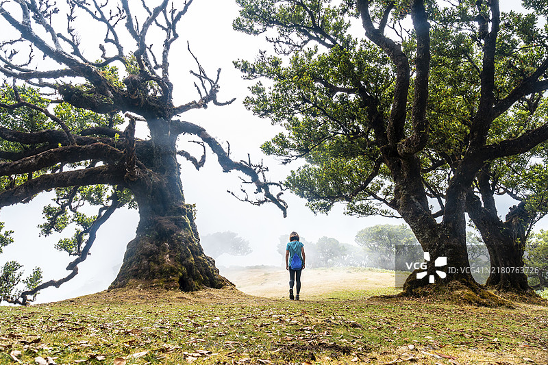 马德拉岛的雾中森林，清晨月桂树旁的年轻人，神秘图片素材