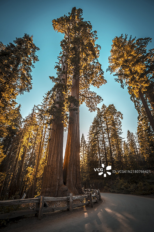 美国加利福尼亚州红杉国家公园道路上的日落图片素材