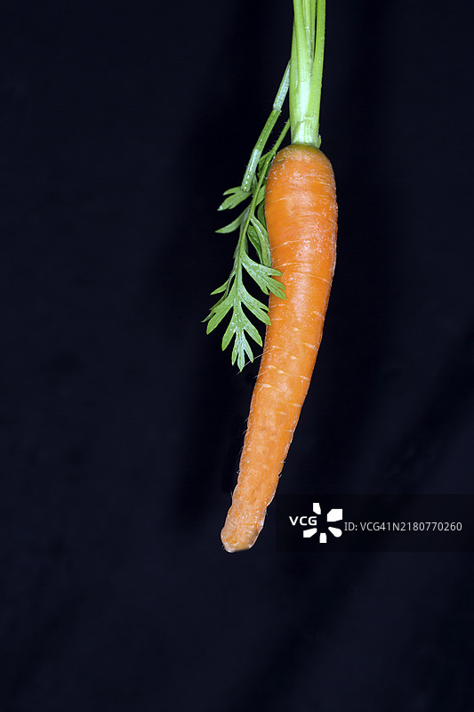 黑色背景上的胡萝卜静物摄影图片素材
