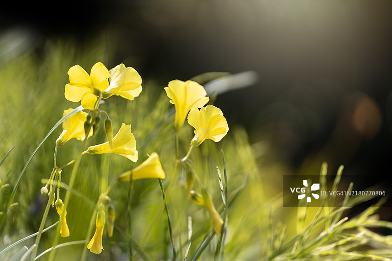百慕大黄花的特写视图。图片素材