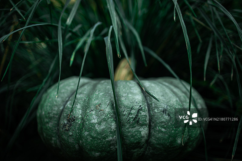 南瓜特写图片素材