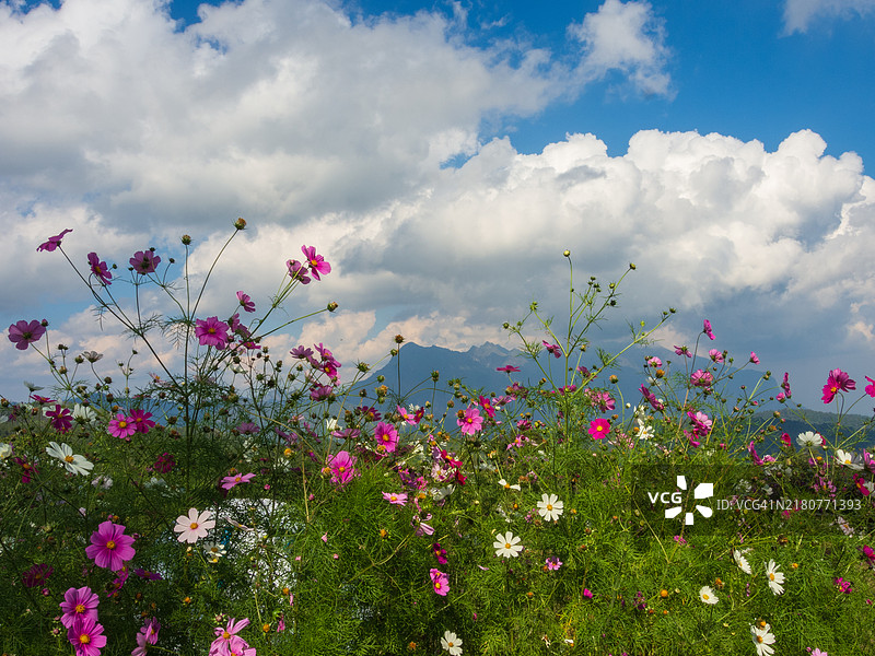 清晨美丽花园图片素材
